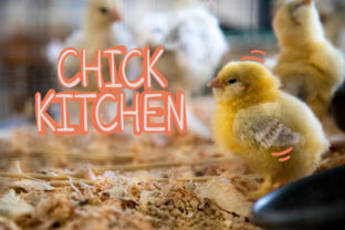 Chick Kitchen Font: A Handwritten Typeface for Digital Branding